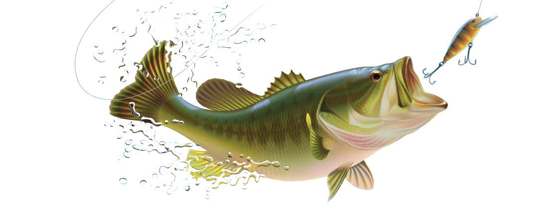 about-fish3